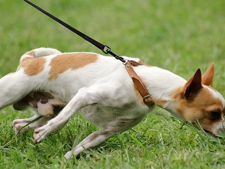 Dog waking