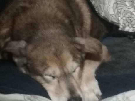 Loving Care for Your Pet(s)