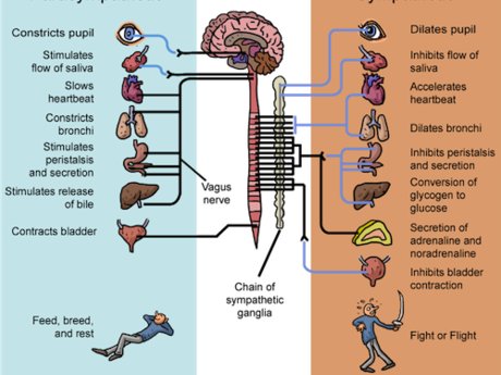 Teach Using Nerves to Improve Life