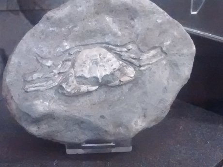Rock & Fossil Identification