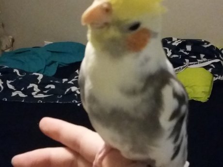 Bird advice