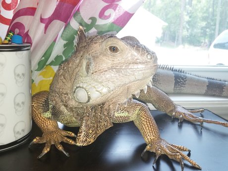 Reptile health consulting