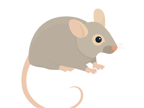 Gerbil/mouse play hidey