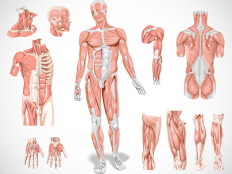 60 minute Therapeutic Massages