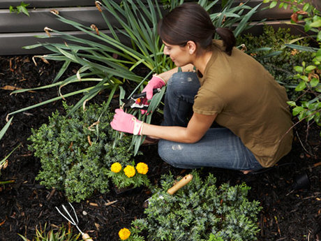 Gardening and landscaping