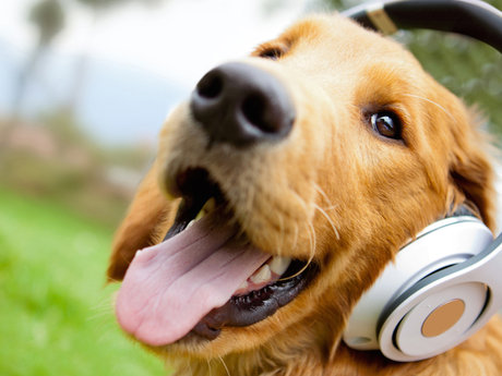 Dog Walking
