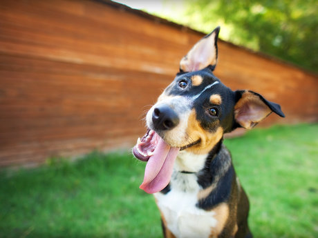 Dog Sitting