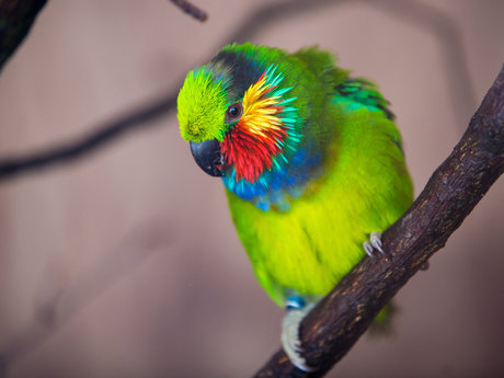 Bird Identification