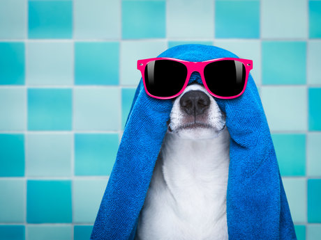 Dog Bathing