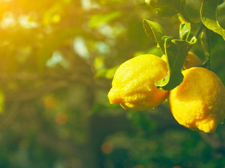 Pick fruits/vegetables at your home