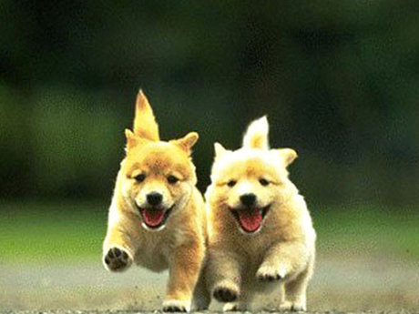 Dog walking